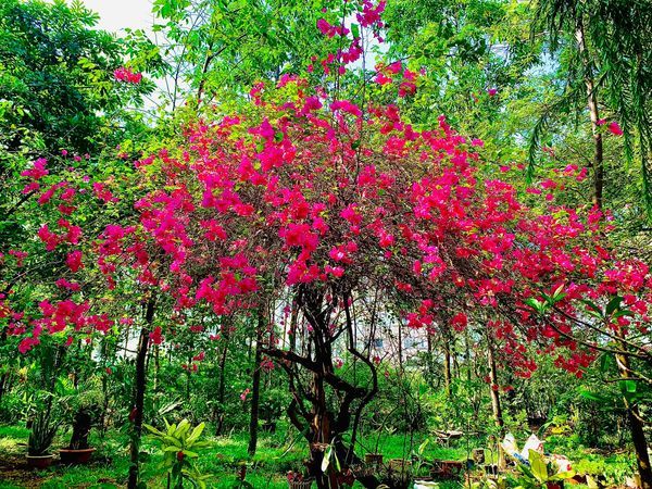 PHẬT TÁNH, KHO TÀNG CÓ SẲN CỦA MỖI NGƯỜI - NGUYỄN THẾ ĐĂNG