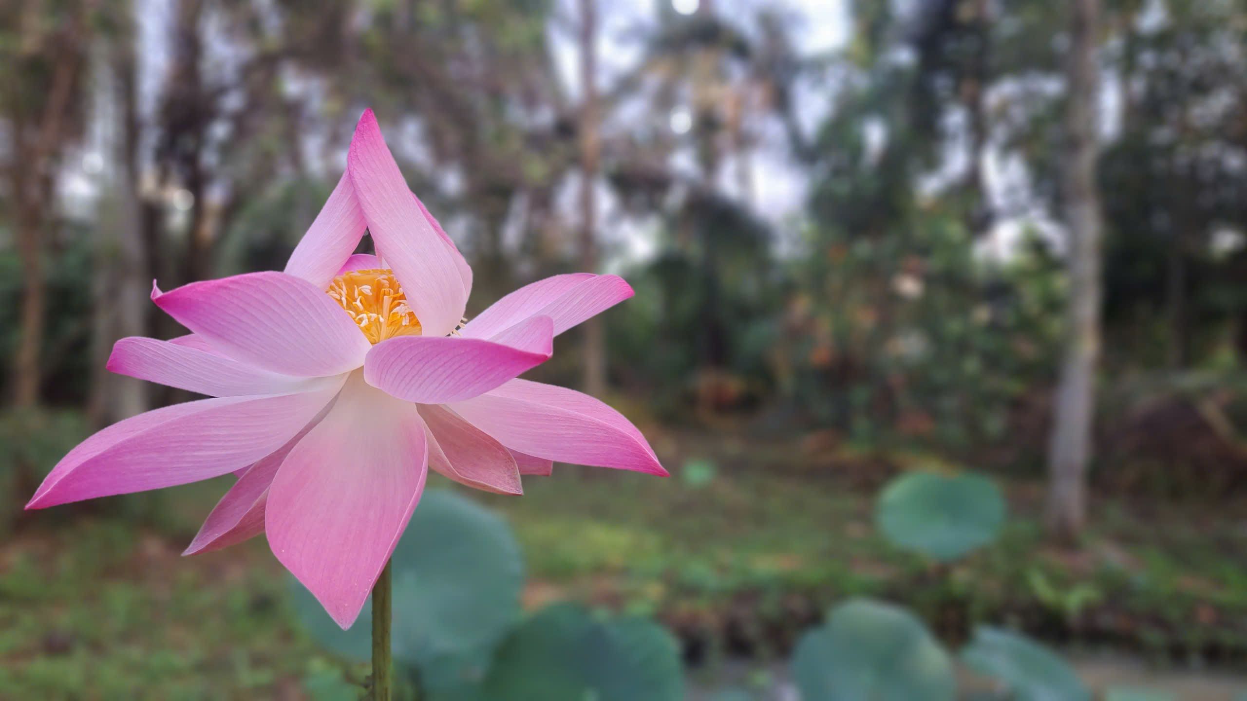 BỒ ĐỀ TÂM ẢNH HƯỞNG ĐẾN XÃ HỘI - Nguyễn Thế Đăng