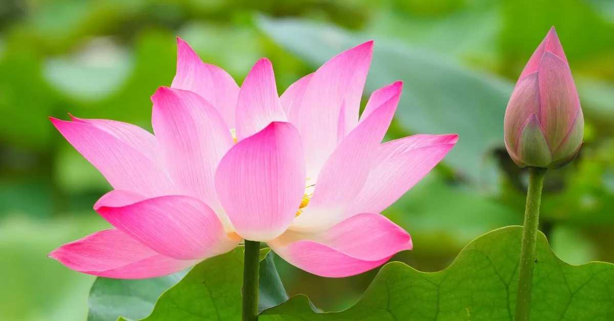 ĐẶC TÍNH CỦA THẬP NHƯ THỊ ĐỐI VỚI BỒ TÁT VÀ PHẬT - Trích “PHÁP HOA HUYỀN NGHĨA PHẬT HỌC THIÊN THAI TÔNG” - TRÍ KHẢI ĐẠI SƯ (538 - 597) người sáng lập tông Thiên Thai