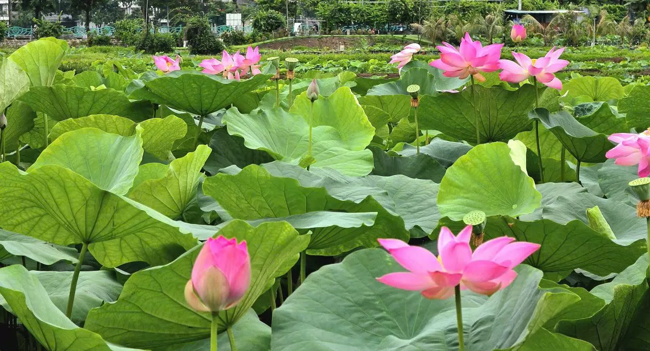 QUỐC GIA THỊNH VƯỢNG VỀ VẬT CHẤT VÀ TINH THẦN - Nguyễn Thế Đăng