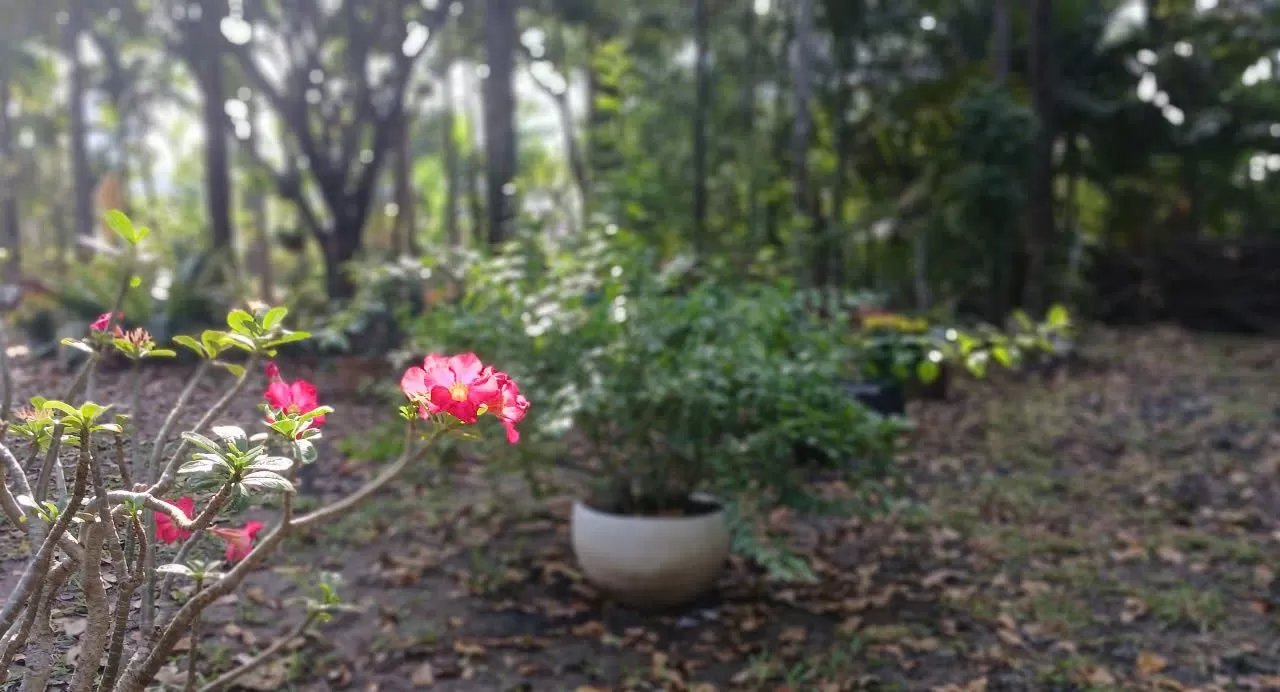 LINH HỒN HAY LÀ YẾU TÍNH THI CA - Nguyễn Thế Đăng