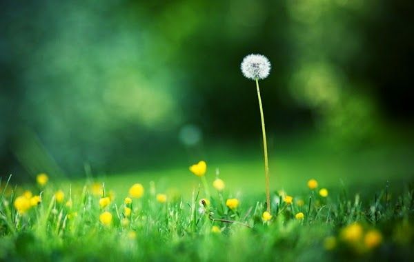 MỘT VÀI SUY NGẪM VỀ VIỆC THỰC HÀNH - TRÍCH: HIỂU BIẾT CHÍNH MÌNH - ALBERT LOW - Việt dịch: Hội Nguyên Yên Bình - NXB Thiện Tri Thức, 2025