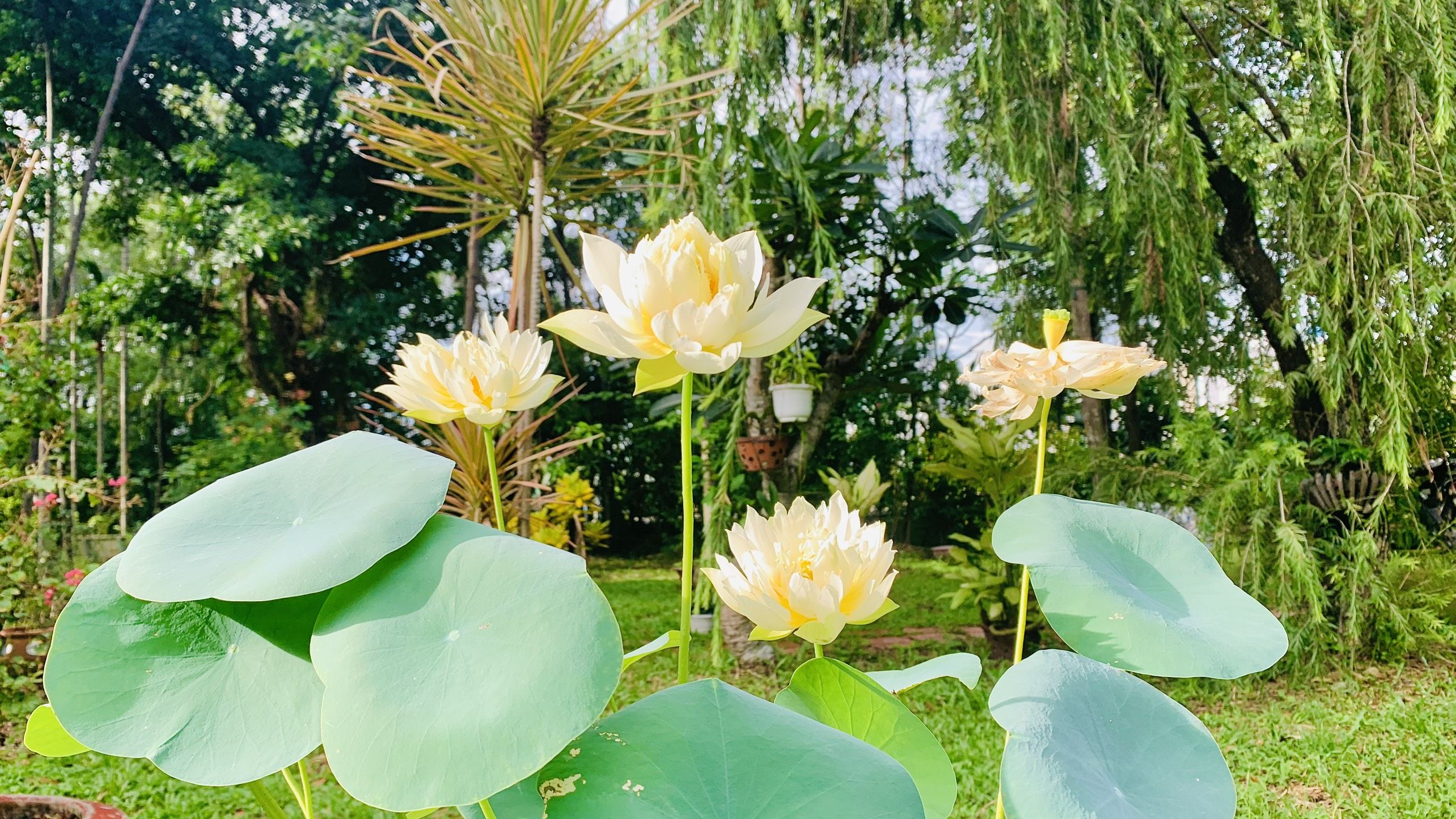 CÁI THIỆN VÀ HẠNH PHÚC - CON NGƯỜI TOÀN DIỆN VÀ TỰ DO - NGUYỄN THẾ ĐĂNG
