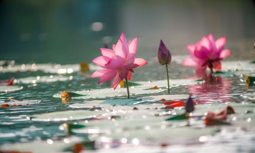 Nguyễn Thế Đăng-TÂM TÂM LÀM PHẬT, CHỐN CHỐN CÕI PHẬT Thiền Sư Minh Châu Hương Hải (1628-1715)