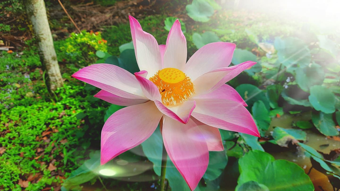 TÂM LÀ NHƯ LAI TẠNG THIỀN SƯ THƯỜNG CHIẾU - NGUYỄN THẾ ĐĂNG