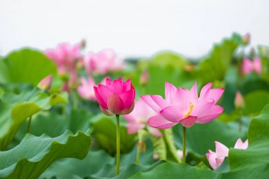 CHUẨN BỊ CHO GIÂY PHÚT CUỐI CÙNG CỦA CUỘC ĐỜI NHƯ THẾ NÀO, PHÁP SƯ THÁNH NGHIÊM, TÔN GIÁO VÀ NHÂN SINH